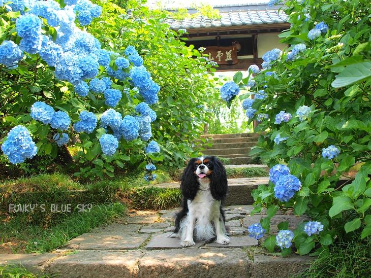 紫陽花寺にて♪_c0145250_17283637.jpg