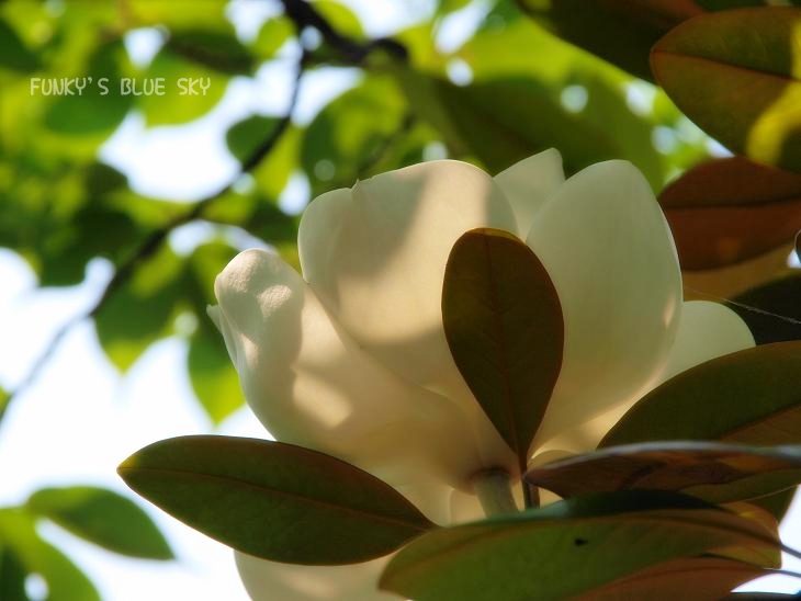 紫陽花寺にて♪_c0145250_17302721.jpg