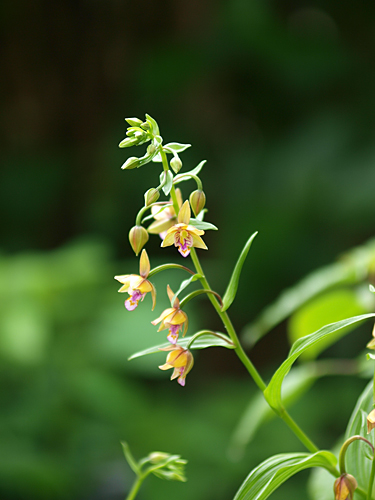 柿蘭（カキラン）_a0067758_20204667.jpg