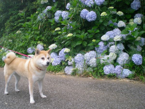 6月30日(月)旅の終わりはオペラ座で!_f0060461_17242437.jpg