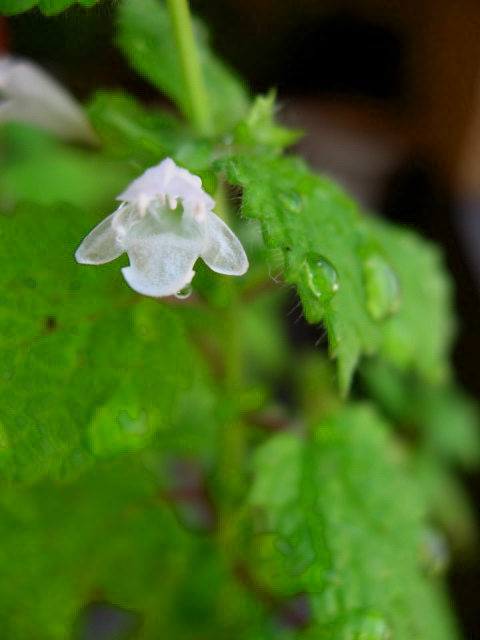 1cm以内の花　メリッサ　４_e0139165_23531585.jpg