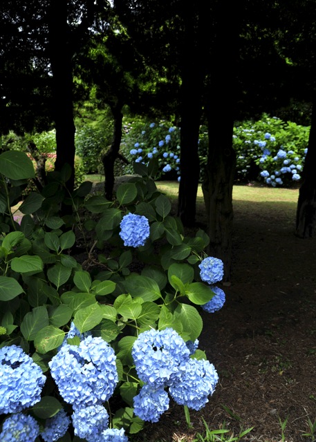 紫陽花（その一）　能古島アイランドパーク_b0131167_1737258.jpg