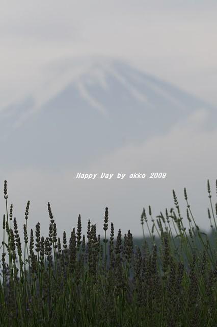 ラベンダーと富士山_d0152771_1853661.jpg