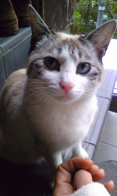 成猫♀不妊手術済み、里親さん募集中!!_c0167175_22384681.jpg