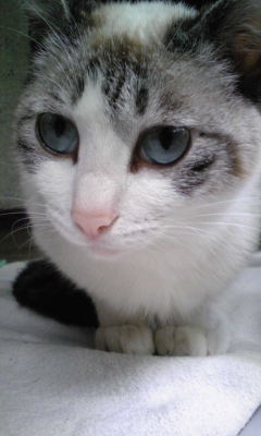 成猫♀不妊手術済み、里親さん募集中!!_c0167175_223878.jpg
