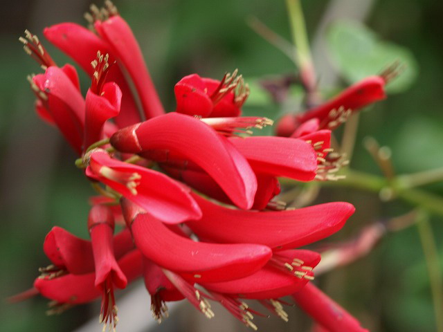情熱色の赤い花 サンゴシトウ 自然風の自然風だより