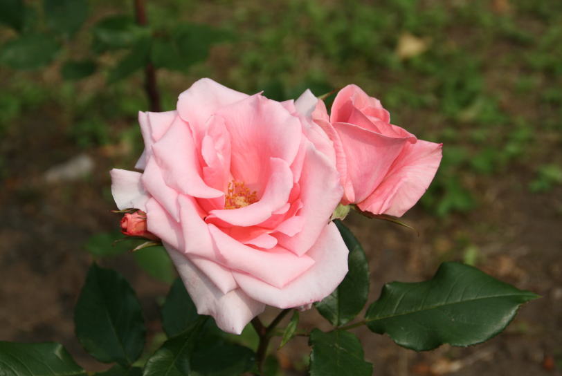 c0112479_8131193.jpg