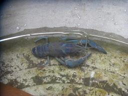バルタン星人捕獲!_f0172281_1827817.jpg