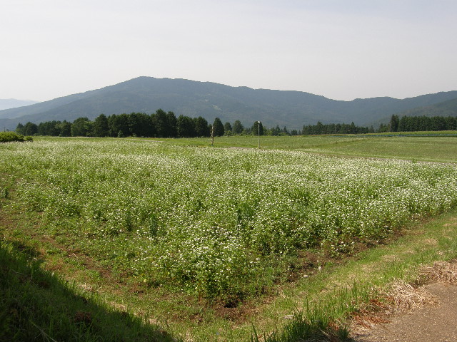 c0108198_1645199.jpg
