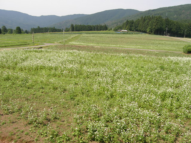 c0108198_16474670.jpg