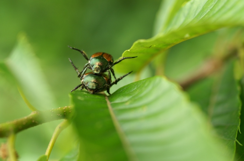 繁殖の季節_f0073398_842421.jpg