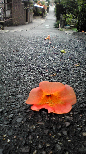 またまた雨・・_b0030308_1225175.jpg