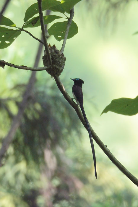 サンコウチョウの巣立ち_d0053309_10375714.jpg