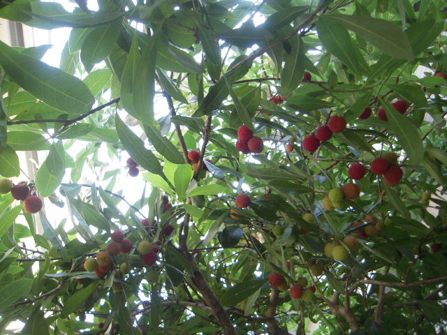 c0085916_8595673.jpg