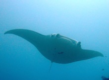 気になることはいっぱいあるのに、ヤップの海はとってもアデヤカなのだ_a0043520_23185089.jpg