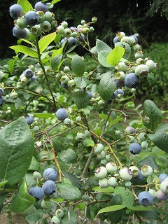 f0139520_1854697.jpg