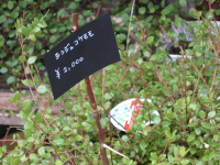b0147224_20573918.jpg
