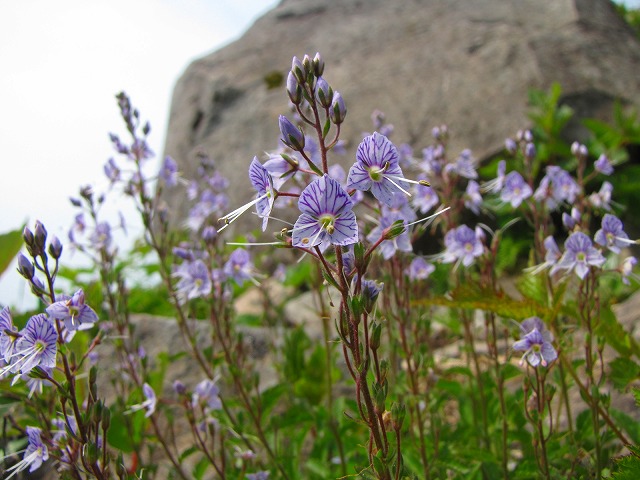 6月28日（日）　磐梯山の花達♪_b0097836_20482564.jpg