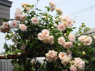 d0020136_13333721.jpg
