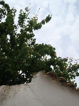 e0120938_63698.jpg