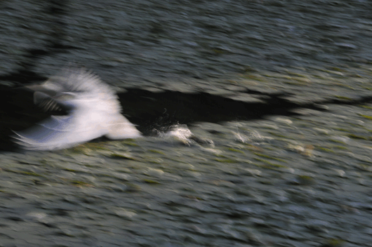c0093046_6361271.gif