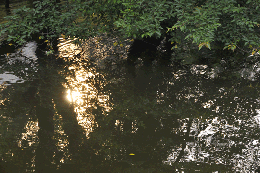 c0093046_6363020.gif