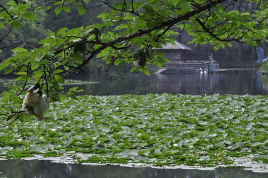 c0093046_6365227.gif