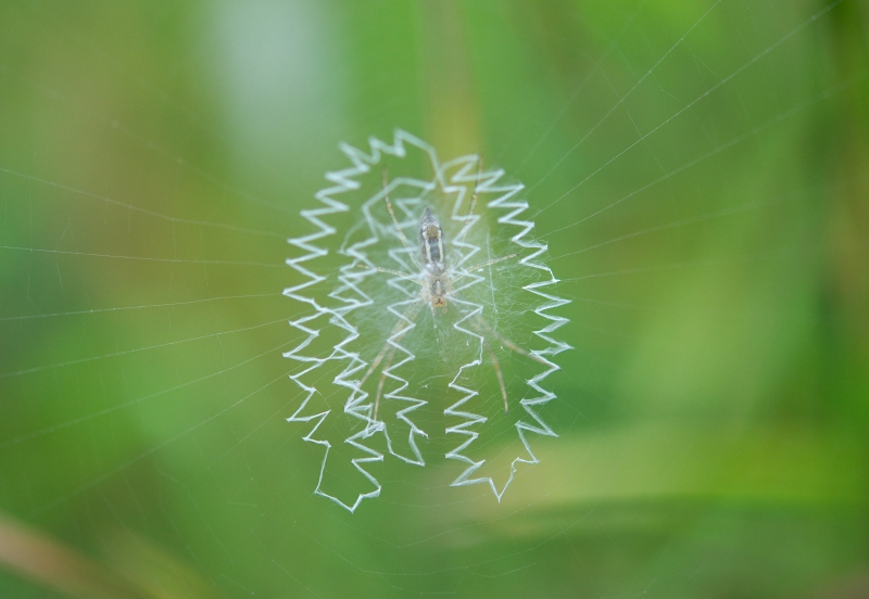 の 巣 蜘蛛 蜘蛛の巣を作らせない予防対策はコレ！作られやすい場所の特徴！
