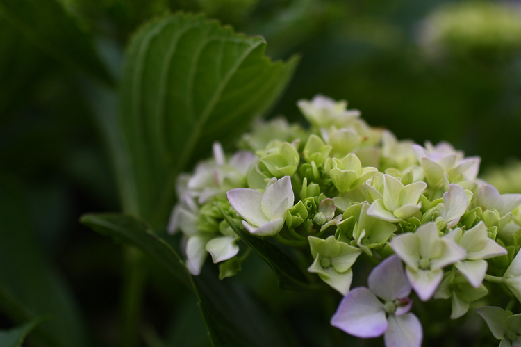 近所をEF35mm F1.4Lで散歩花撮影_c0198351_09220.jpg