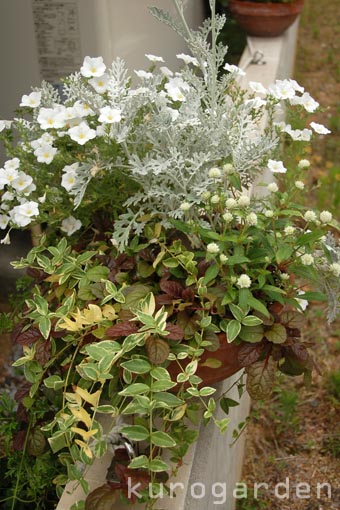 e0119151_1739275.jpg