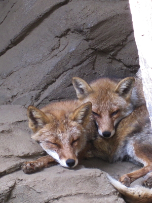 井の頭自然文化園_f0069756_11235240.jpg