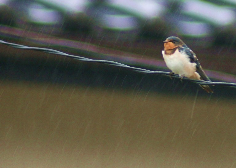 大雨の一日_f0106759_6471766.jpg