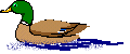 a0052666_10321576.gif