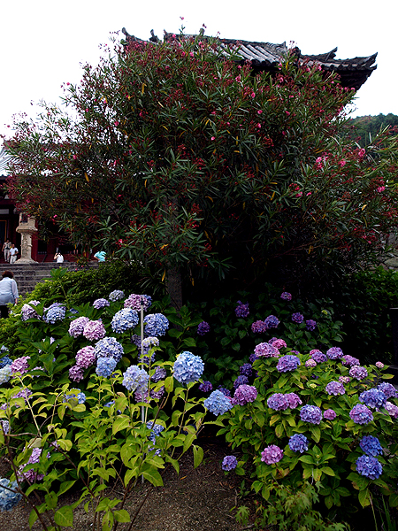 奈良：あじさいの矢田寺　そしてムッシュペペのランチ_f0052269_18461814.jpg