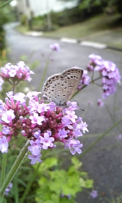 f0177670_21375114.jpg