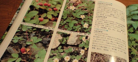 国産野苺 ノウゴウイチゴとシロバナノヘビイチゴ ちゃたろうな日々