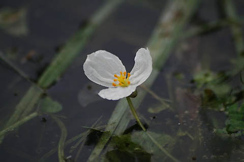 ツバメの子育てと、水生植物_f0030085_1810854.jpg