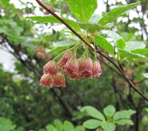 ナナカマドの花達_e0120896_7101590.jpg