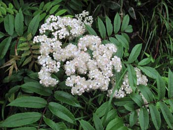 ナナカマドの花達_e0120896_7123191.jpg
