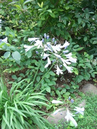 c0117898_10295552.jpg