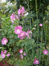 c0117898_10301828.jpg