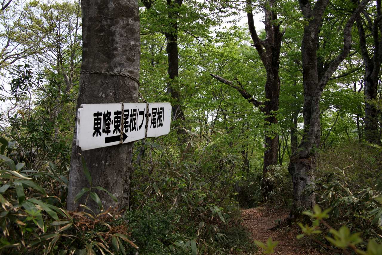 湖北に静かに横たわる花と滝の山－横山岳_e0110500_2383095.jpg