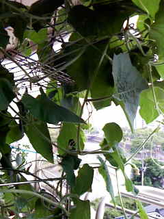 c0037701_032151.jpg