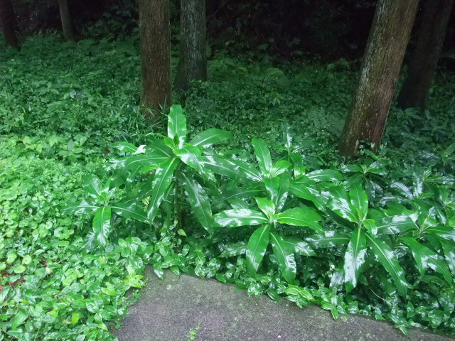 c0183801_1125363.jpg
