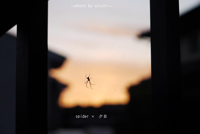 spider × 夕日_c0198903_20582345.jpg