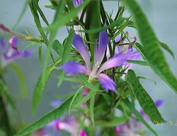 変化朝顔 (朝顔② 江戸の花)_c0187004_13352731.jpg