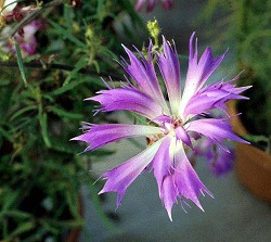 変化朝顔 (朝顔② 江戸の花)_c0187004_13355023.jpg