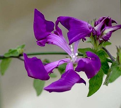 変化朝顔 (朝顔② 江戸の花)_c0187004_13362487.jpg