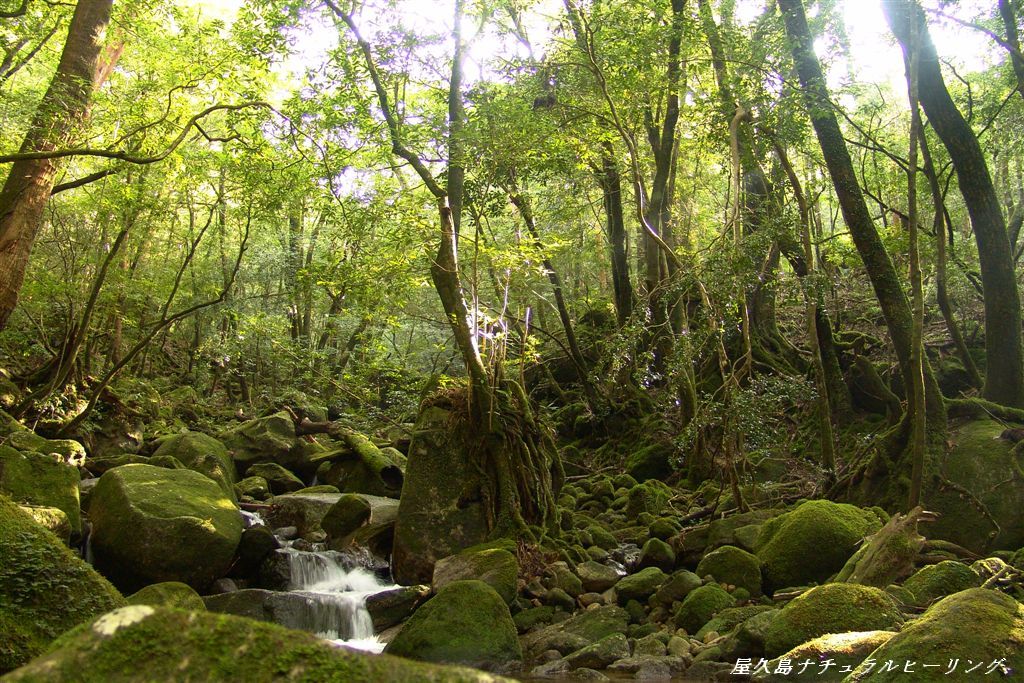 ８月 オアシスの森 屋久島サマーツアーのお知らせです Azami