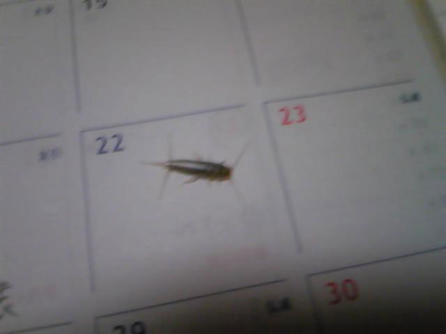 ティッシュで捕まえるとすぐ潰れてしまいます 昆虫ブログ むし探検広場 ティッシュで捕まえるとすぐ潰れてしまいます 昆虫ブログ むし探検広場